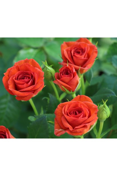 Бутони троянди Браун Шугар